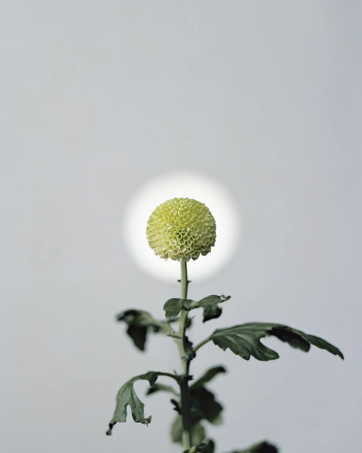 kiku_e002.jpg