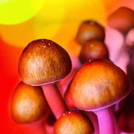 Car parks into mushroom farms