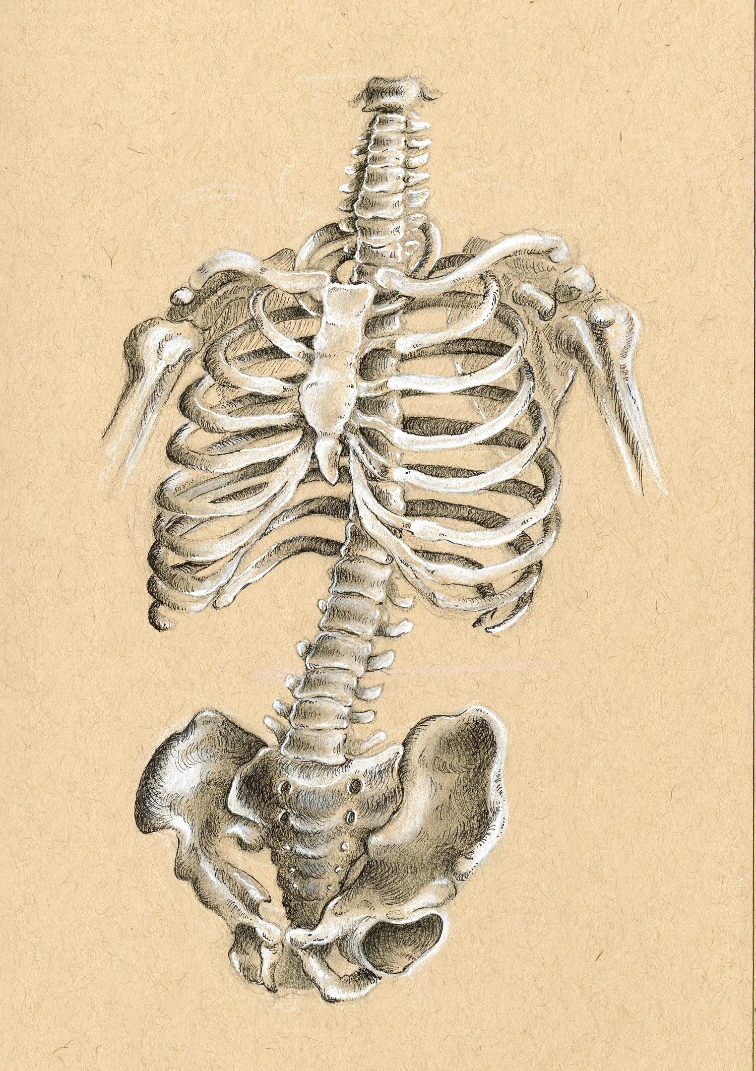 skeleton.jpg