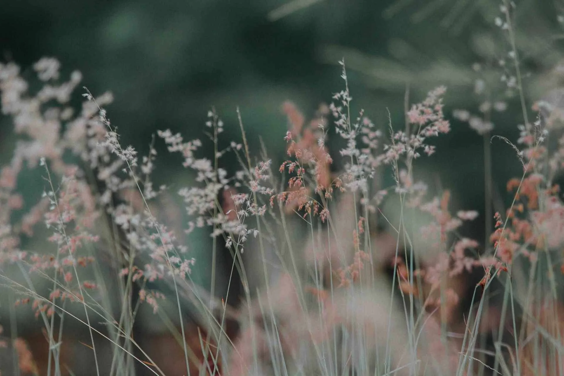 flora-flowers-grass-268261 (1).jpg