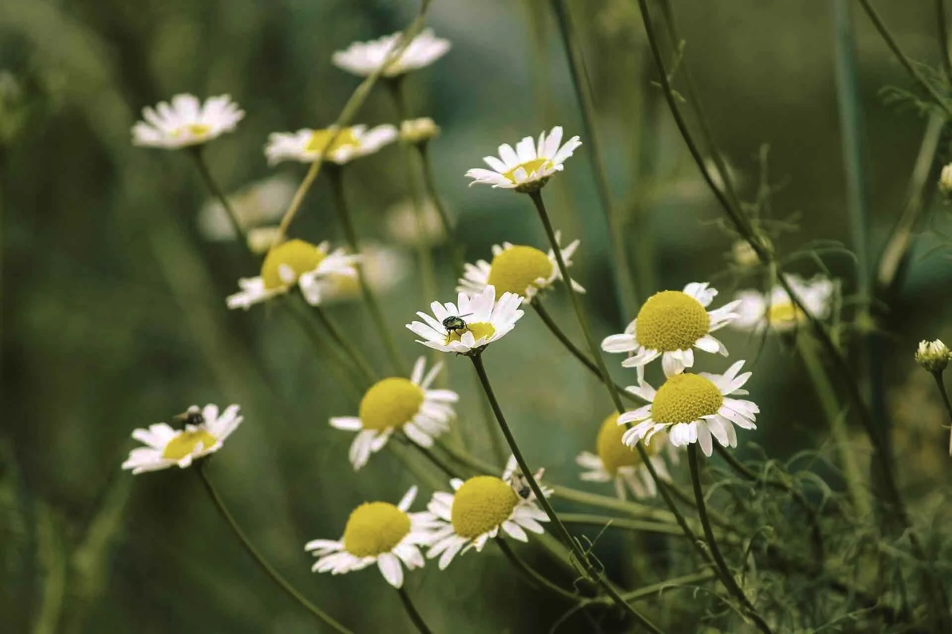 chamomile+%28S%29+%281%29.jpg