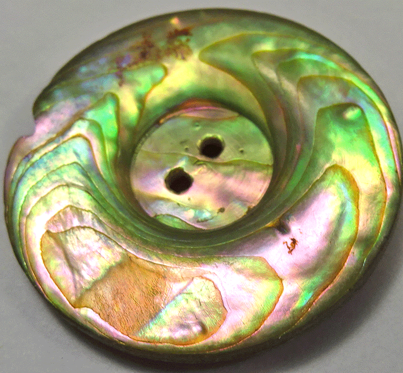 nmop287-Pauai-shell.gif