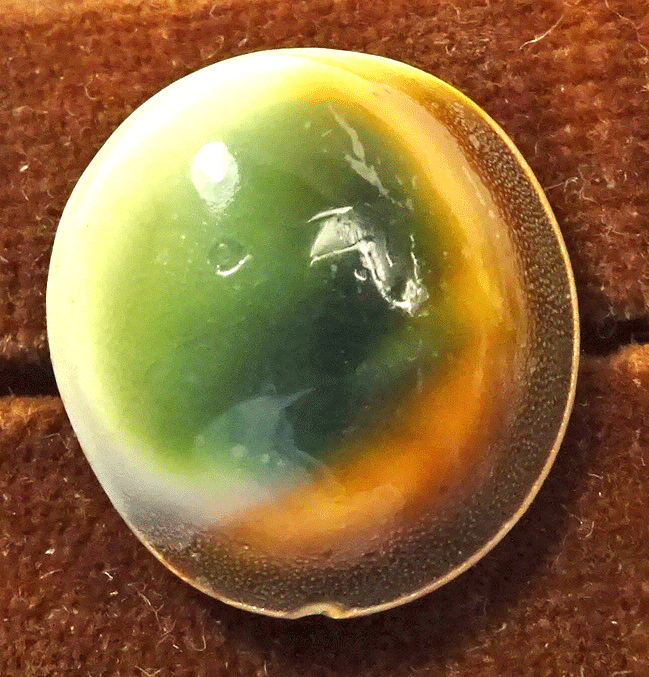 Natural operculum shell buttons