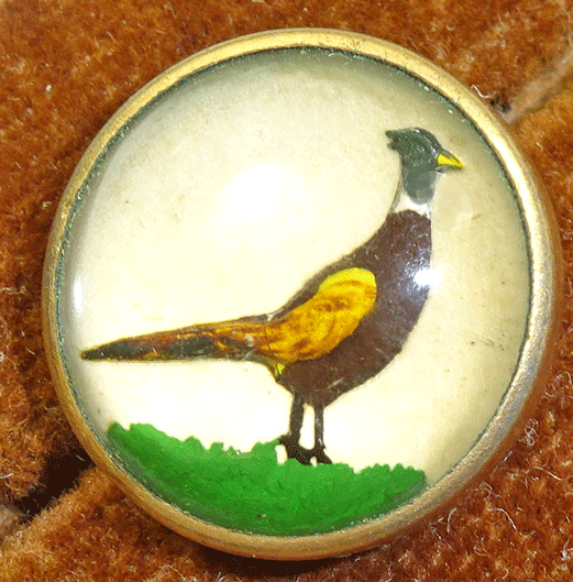 nsc770-game-bird-under-glass.gif