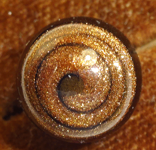 Waistcoat ball button with swirl of aventurine