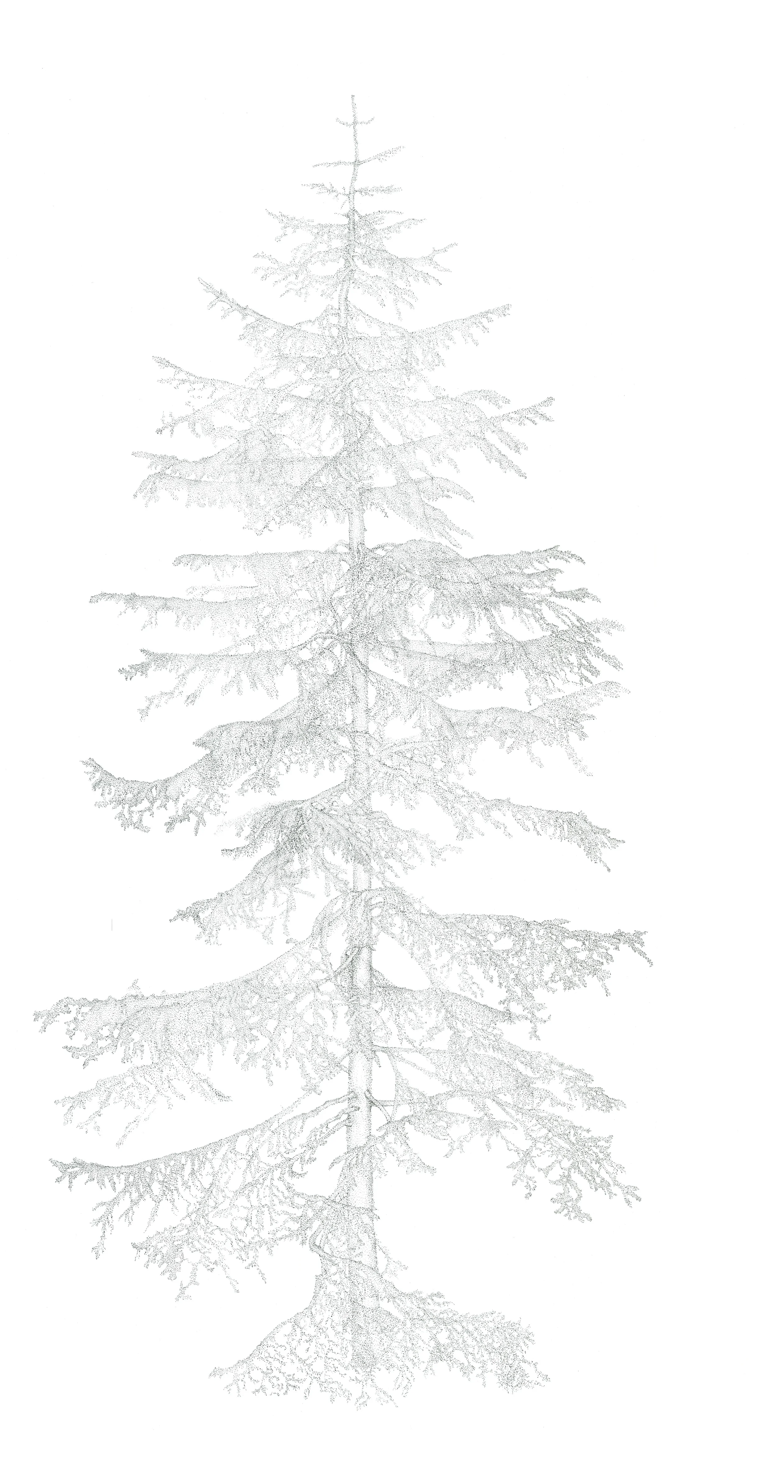  Blyertsteckning 180 x 100 cm 