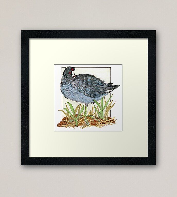 Coot Framed Bird Print, Stephanie Sipp Illustration.jpg