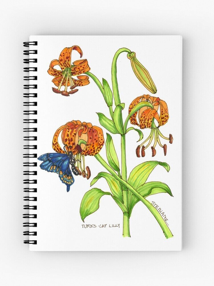 Turks Cap Lily Spiral Notebook, Stephanie Sipp Illustration-001.jpg