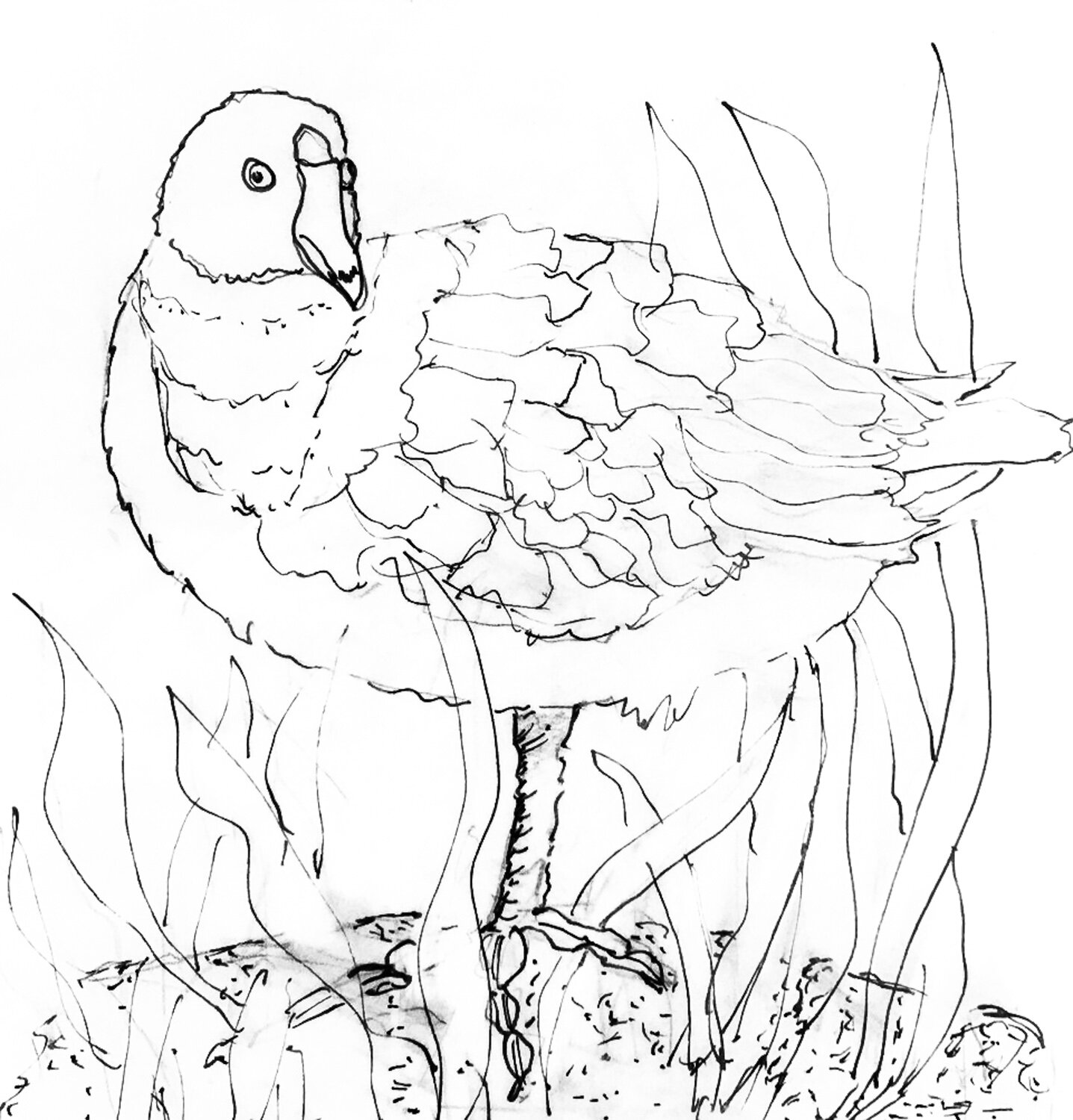 Zoom Drawing Classes - Birds, Stephanie Sipp, Black Mountain NC-1.JPG