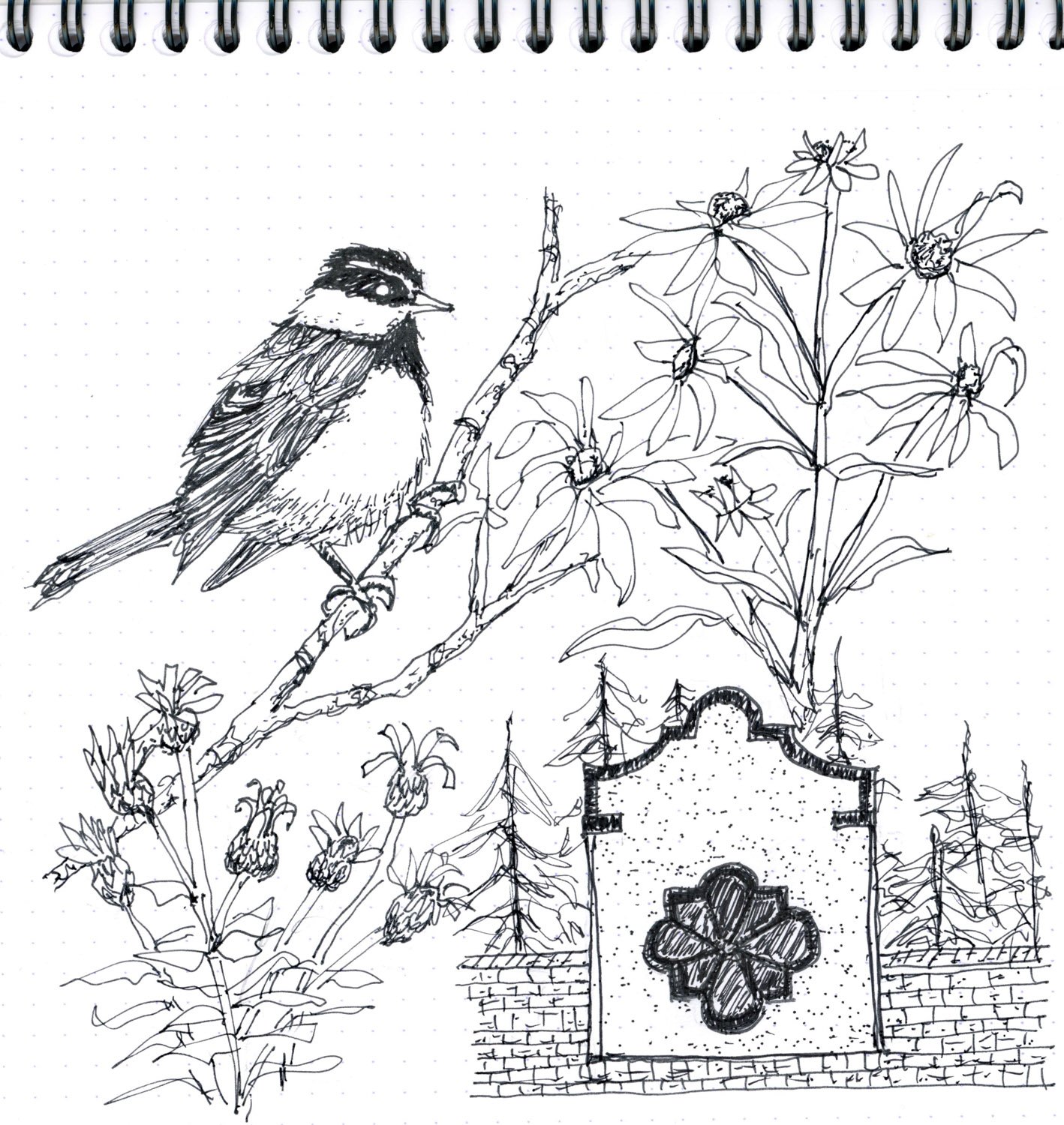 Nature Journal Drawings, Stephanie Sipp, Drawing Lessons, Black Mountain NC (7 of 19).JPG