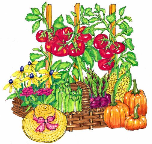 Published Article Illustration of Garden Harvest, Stephanie Sipp, Western North Carolina.jpg