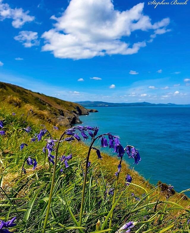 A beautiful photo from @s.bosch_photography . Makes us pine for more warm summer days. #ilovewicklow #irelandsancienteast #wicklowtown #naturephotography