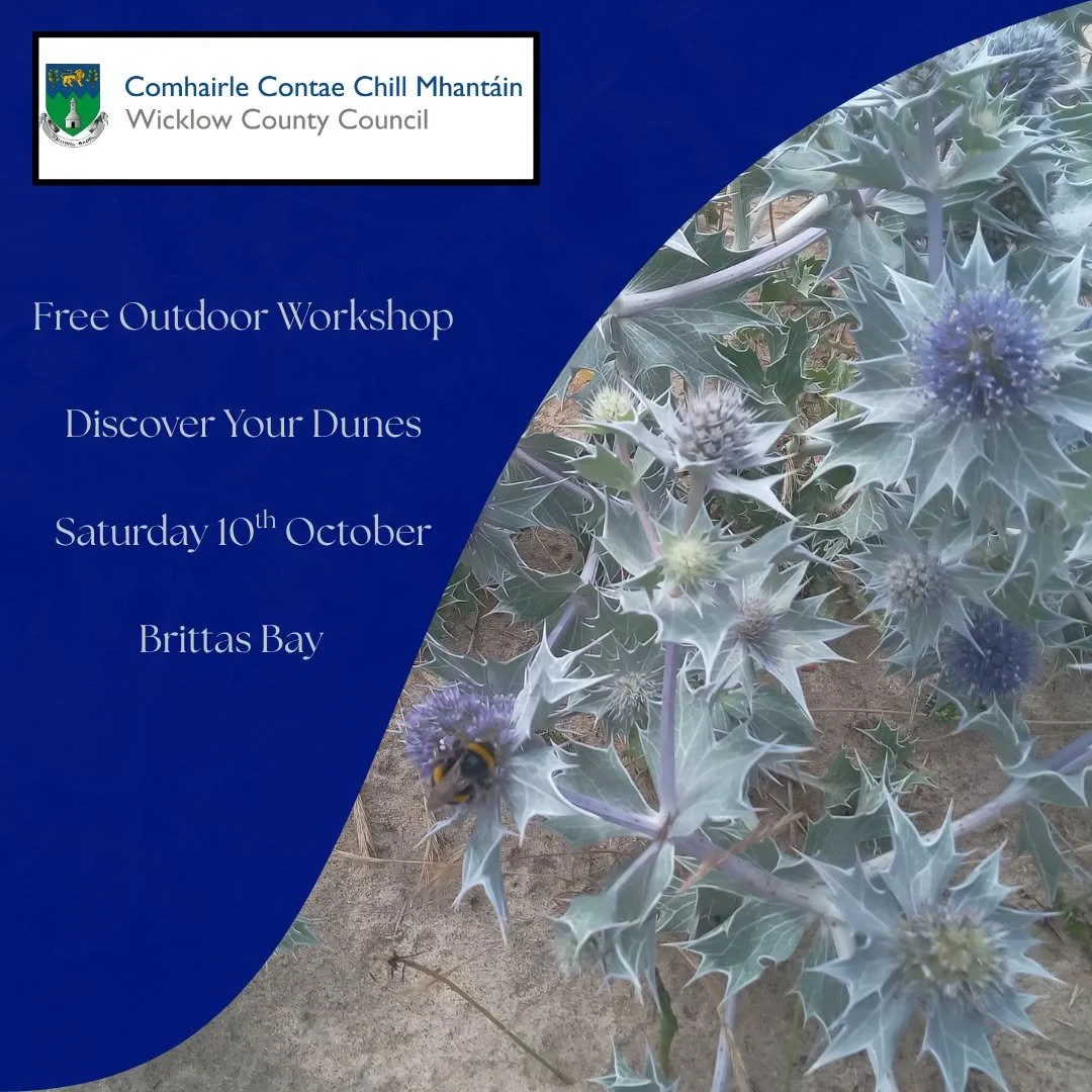 Free Workshop: Discover Your Dunes @ Brittas Bay
