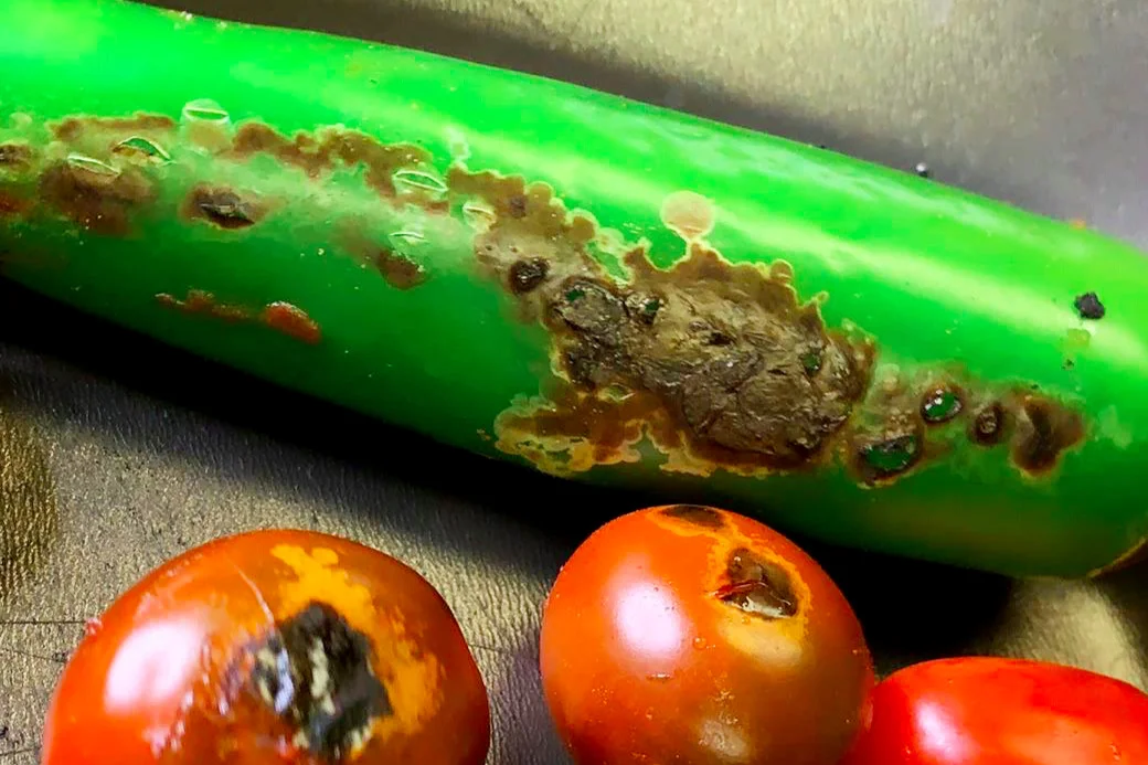 Keeping a “sorch pan” in your pan collection is vital to any southwest dish, for that charred element.