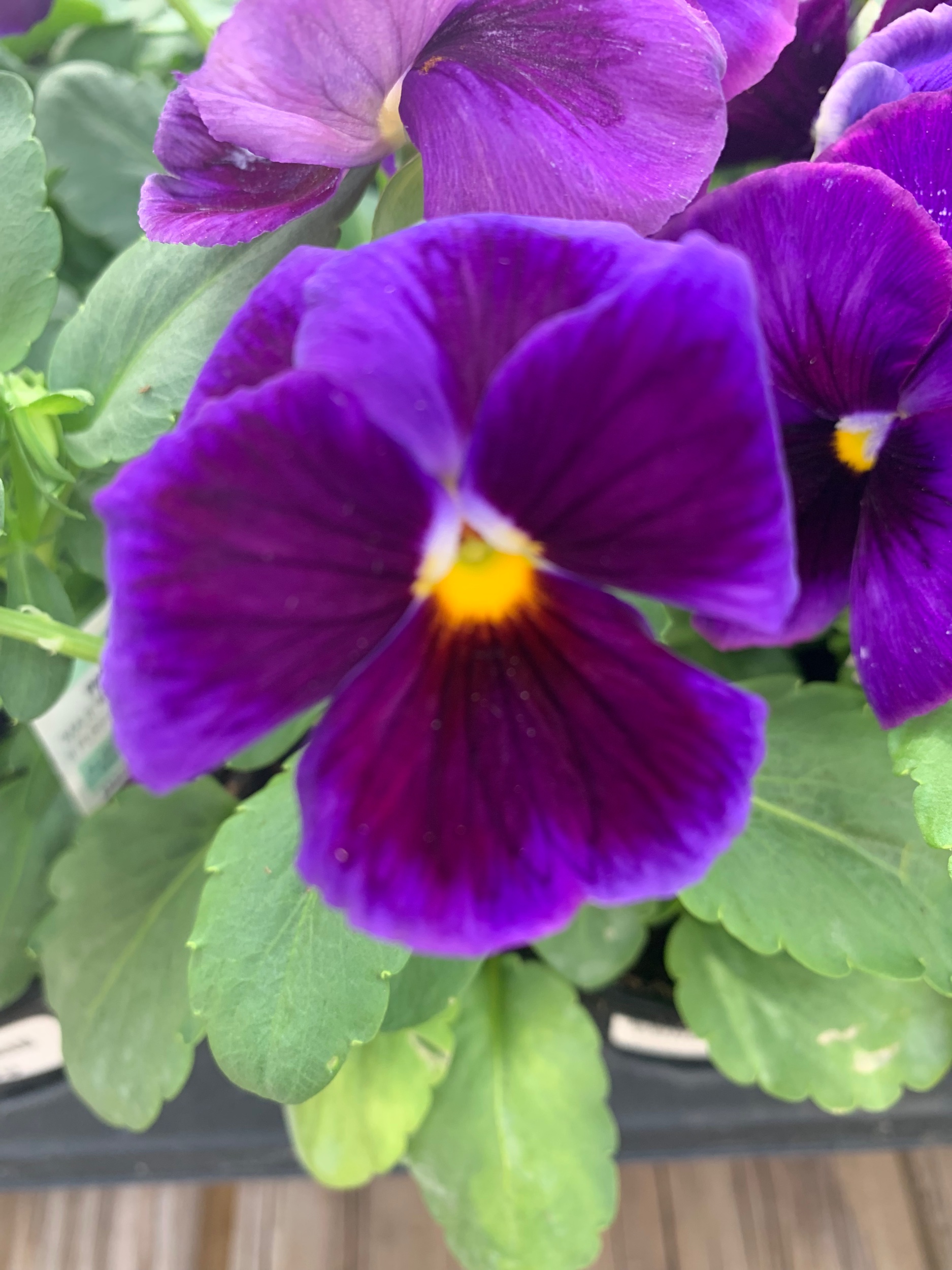 Purple Pansies and Paisley Equal Fall