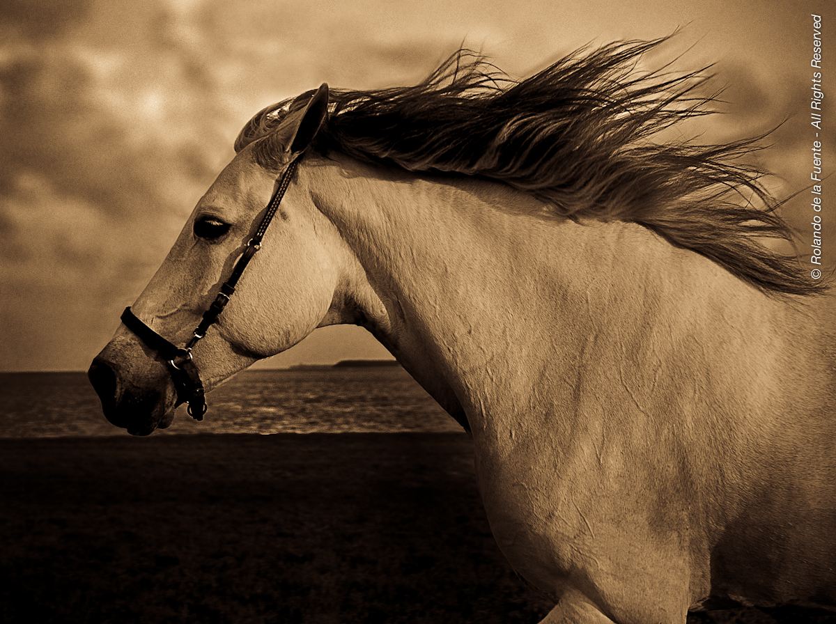 Horses Collection