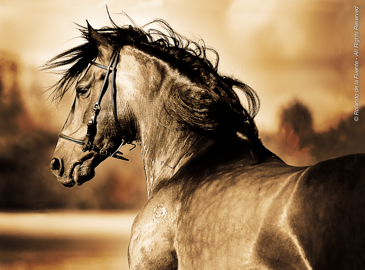 TVO | Paso Fino Collection