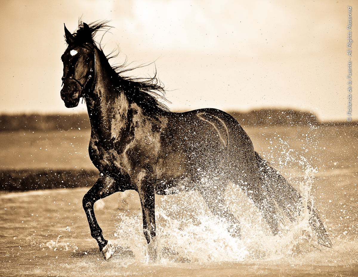 TVO | Paso Fino Collection