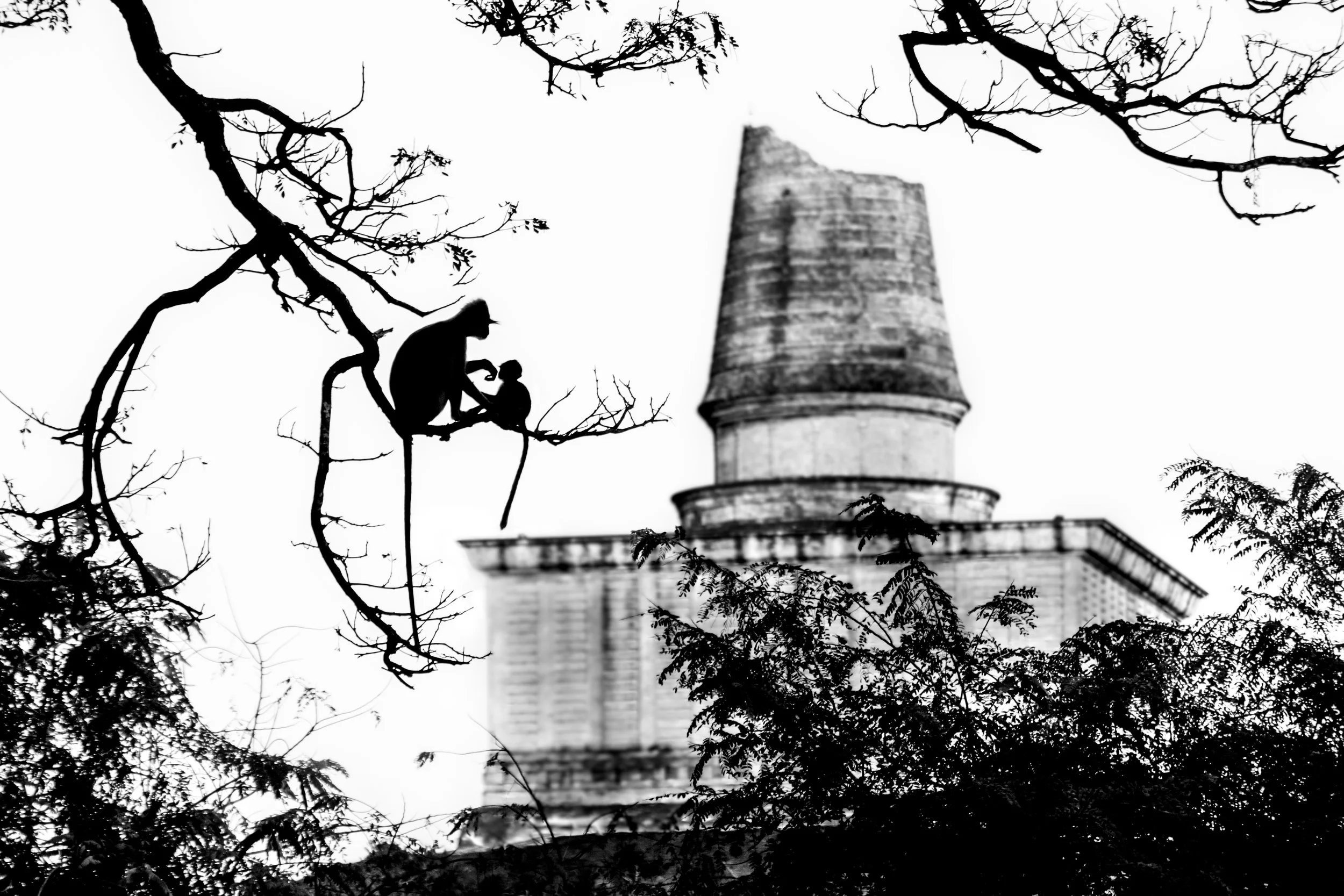 _MG_7921-Edit.jpg