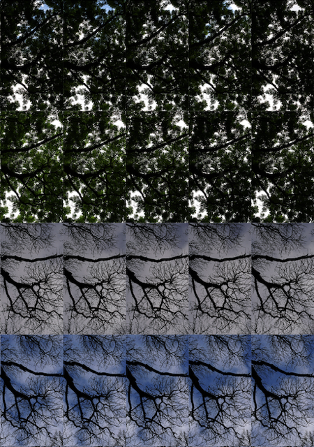 Le Bois de Mametz: 24 hours x 60 minutes 2018 (Detail) Pigment print; 110 x 150 cm Edition of 7