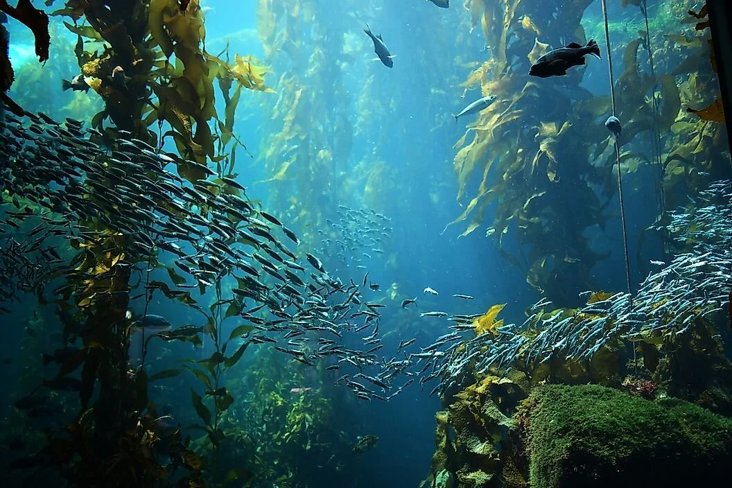 Kelp Forest