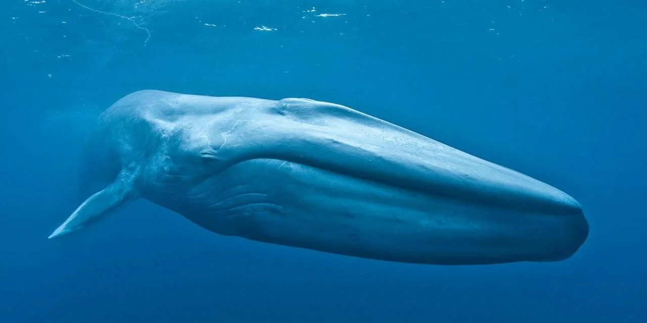 Blue Fin Whale