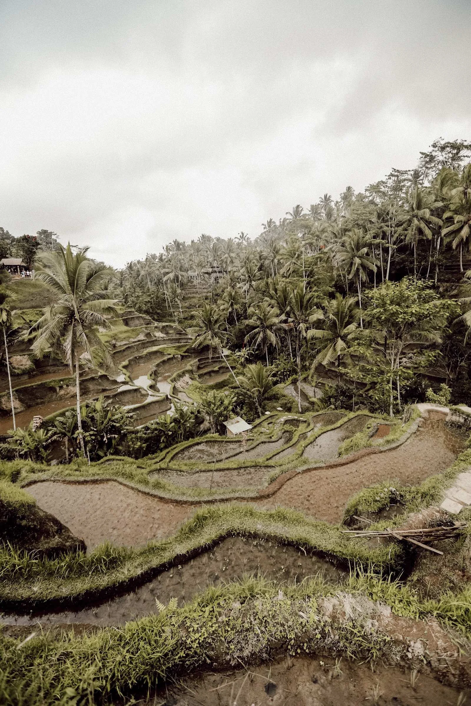 bali8.jpg