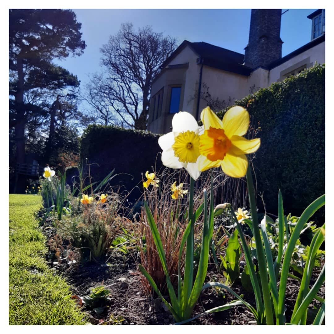 Beautiful daffodils 💛💛💛
