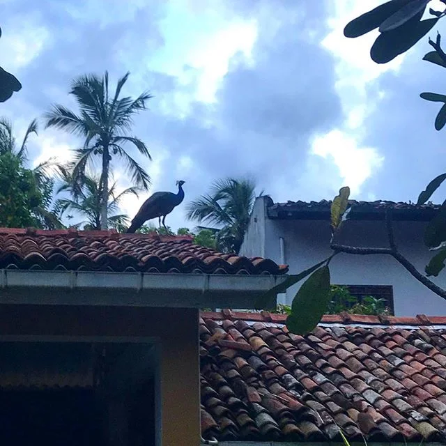 On the roofs..
#boutiquehotelsrilanka #paradisebeach #organicfarm #bestpeanutbutter #thefivehotel #oceancabana #srilanka #organickitchen #greensrilanka #bestbeachintheworld #beachlife #waves #fishermenvillage #simplelife #beachhouse