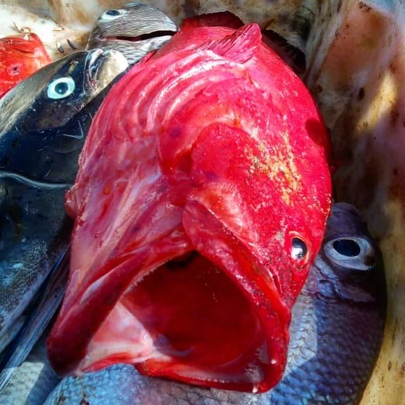How fresh do you want your ingredients? We assume, caught right now...
#boutiquehotelsrilanka #paradisebeach #organicfarm #bestpeanutbutter #thefivehotel #oceancabana #srilanka #organickitchen #greensrilanka #bestbeachintheworld #beachlife #waves #fi
