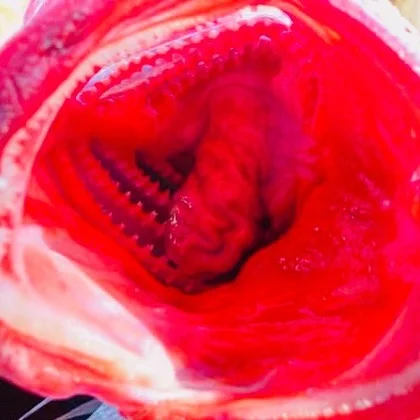 How fresh do you want your ingredients? We assume, caught right now...
#boutiquehotelsrilanka #paradisebeach #organicfarm #bestpeanutbutter #thefivehotel #oceancabana #srilanka #organickitchen #greensrilanka #bestbeachintheworld #beachlife #waves #fi