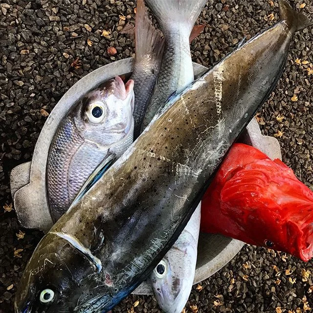 How fresh do you want your ingredients? We assume, caught right now...
#boutiquehotelsrilanka #paradisebeach #organicfarm #bestpeanutbutter #thefivehotel #oceancabana #srilanka #organickitchen #greensrilanka #bestbeachintheworld #beachlife #waves #fi
