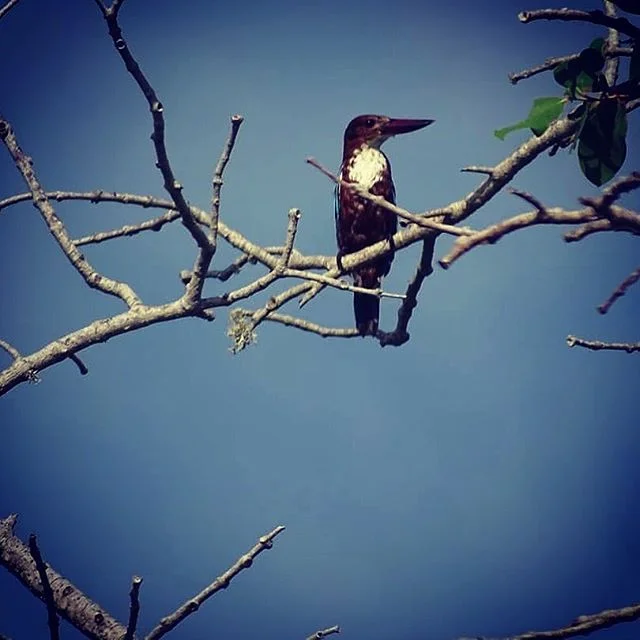 Lagoon inhabitants..wild life to enjoy here...
#wildlife #boutiquehotels #scenary #beachlife #beachhouse #tangalle #simplelife