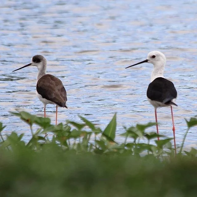 Lagoon inhabitants..wild life to enjoy here...
#wildlife #boutiquehotels #scenary #beachlife #beachhouse #tangalle #simplelife
