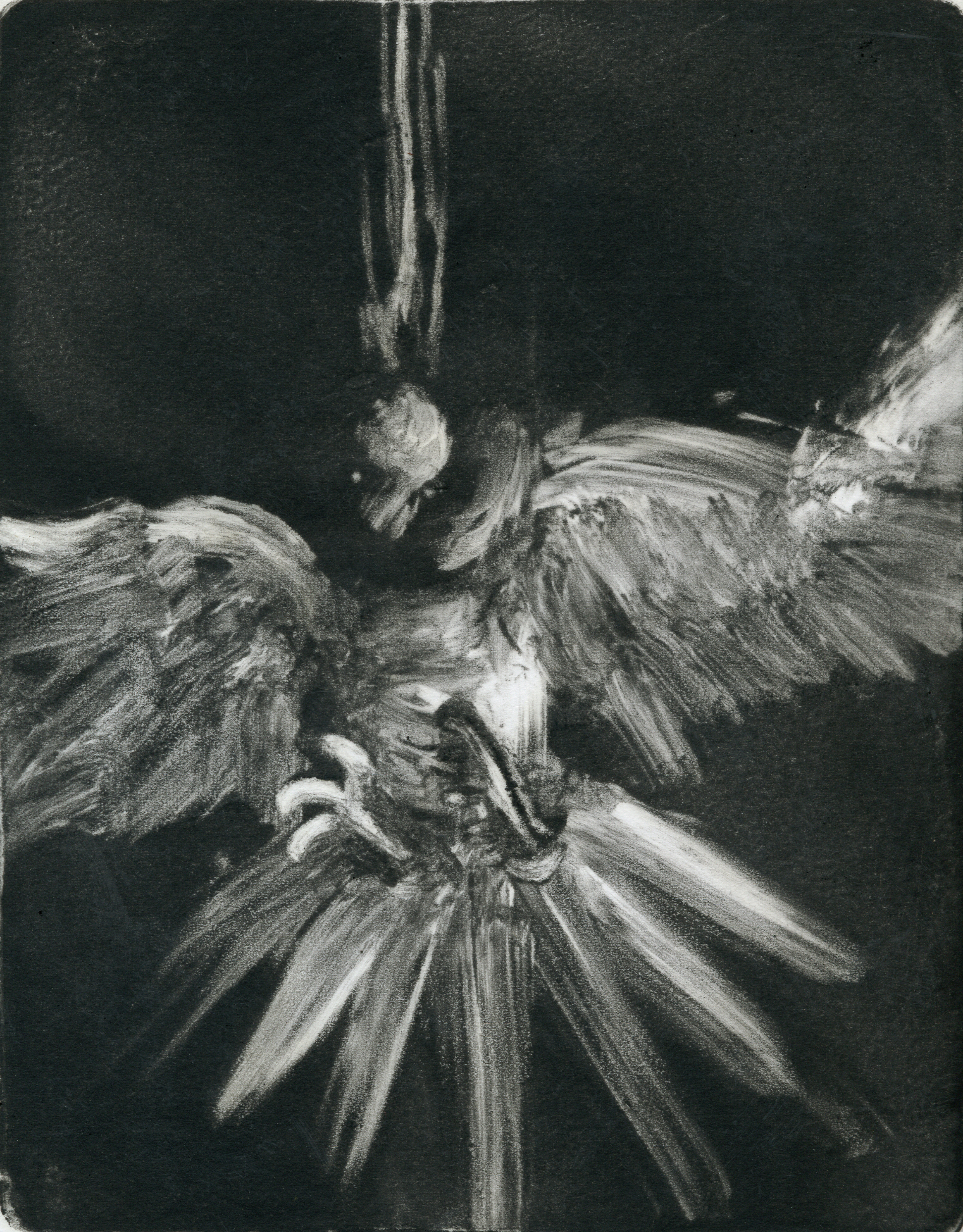 The Bird