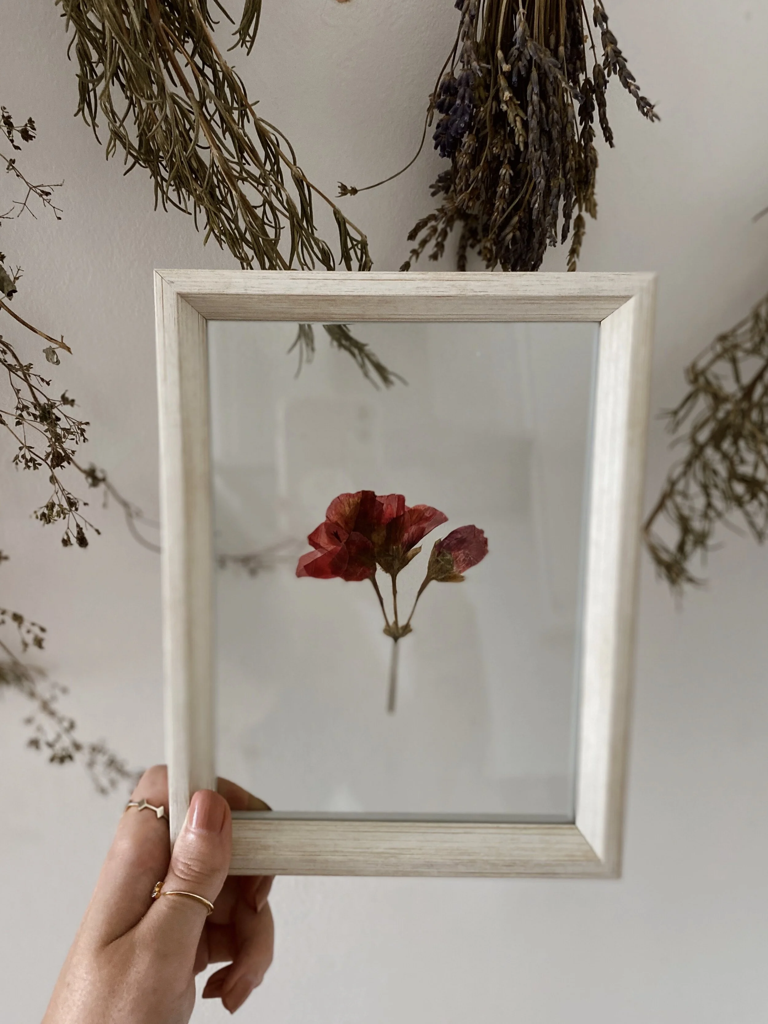 Pressed Botanical // 017