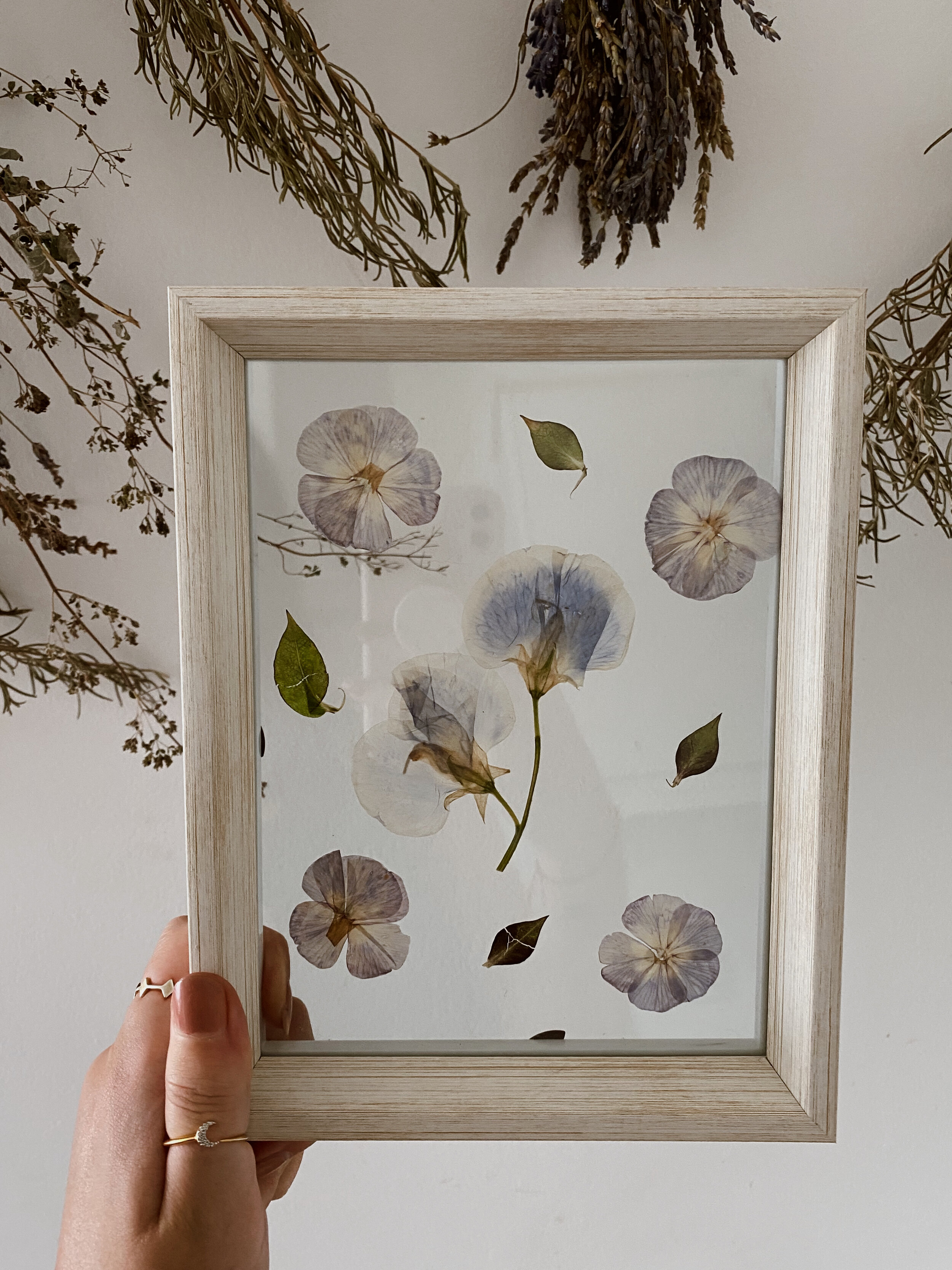 Pressed Botanical // 007