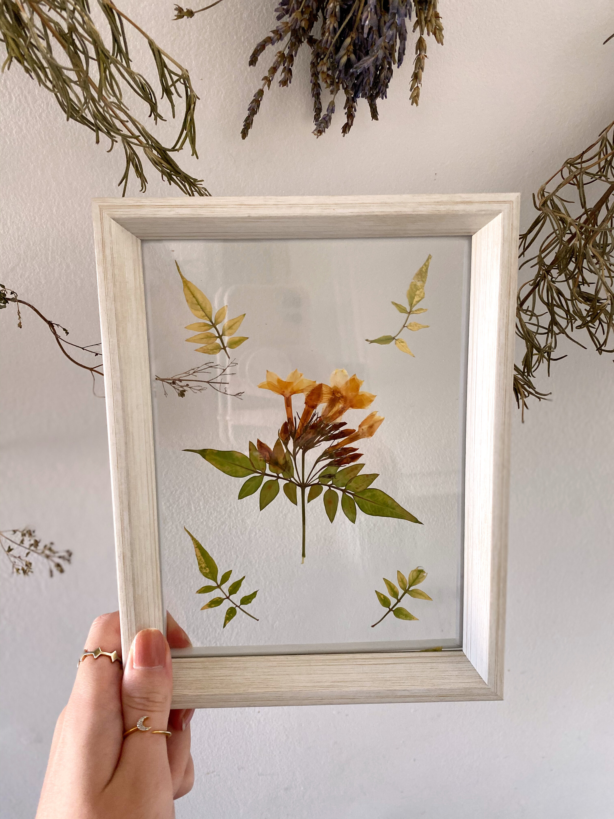 Pressed Botanical // 014