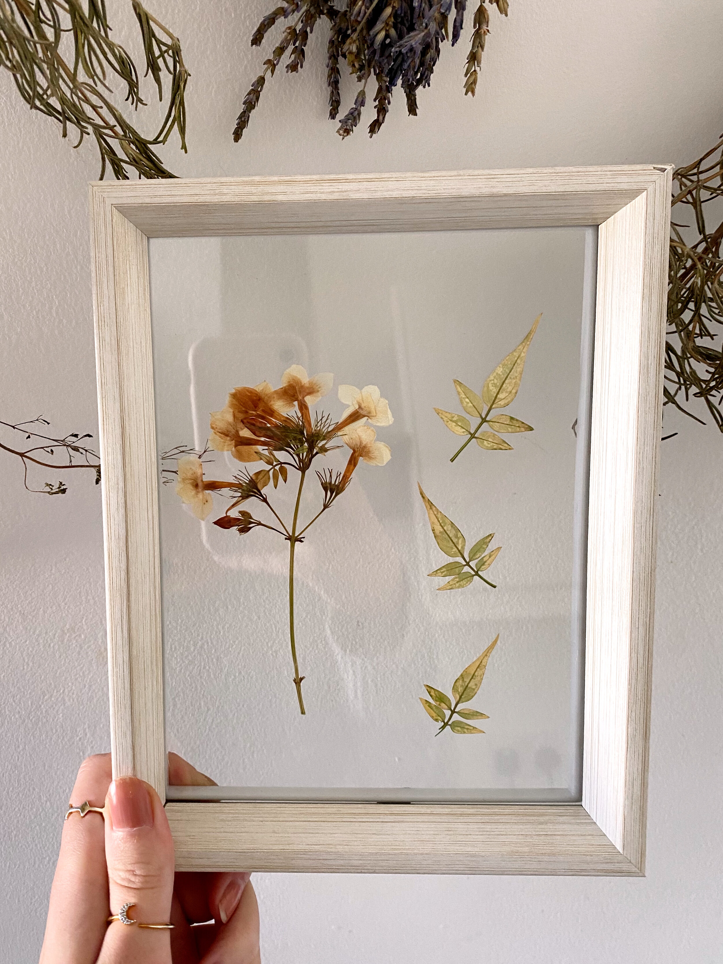 Pressed Botanical // 015