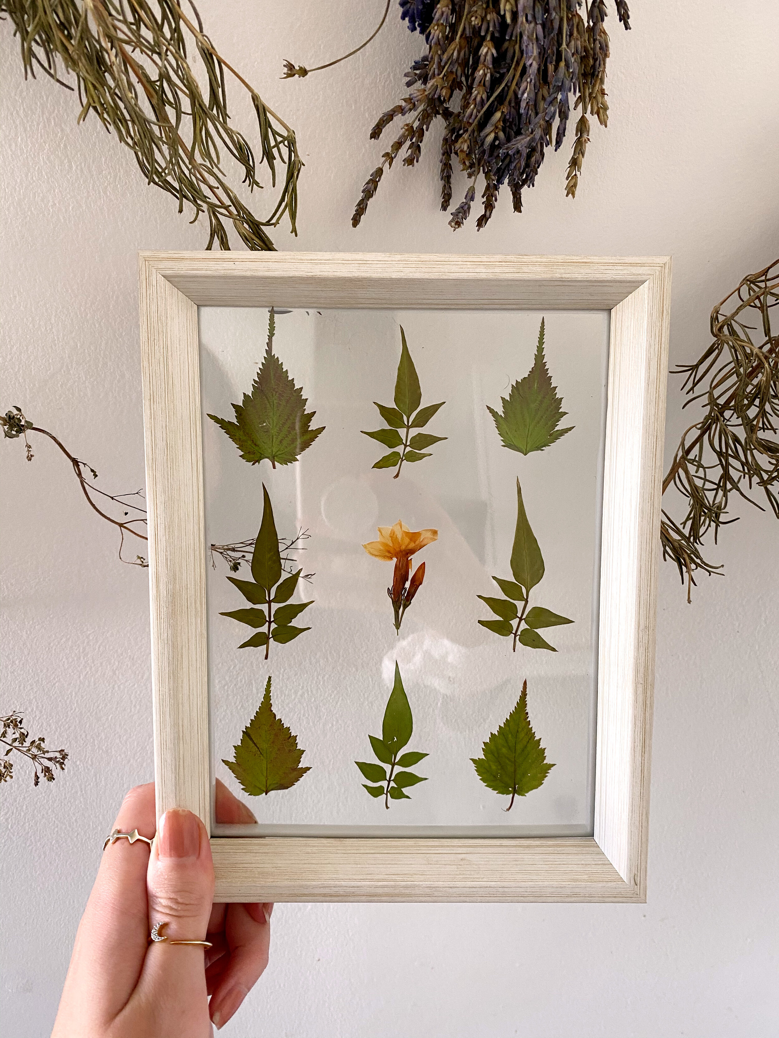 Pressed Botanical // 016