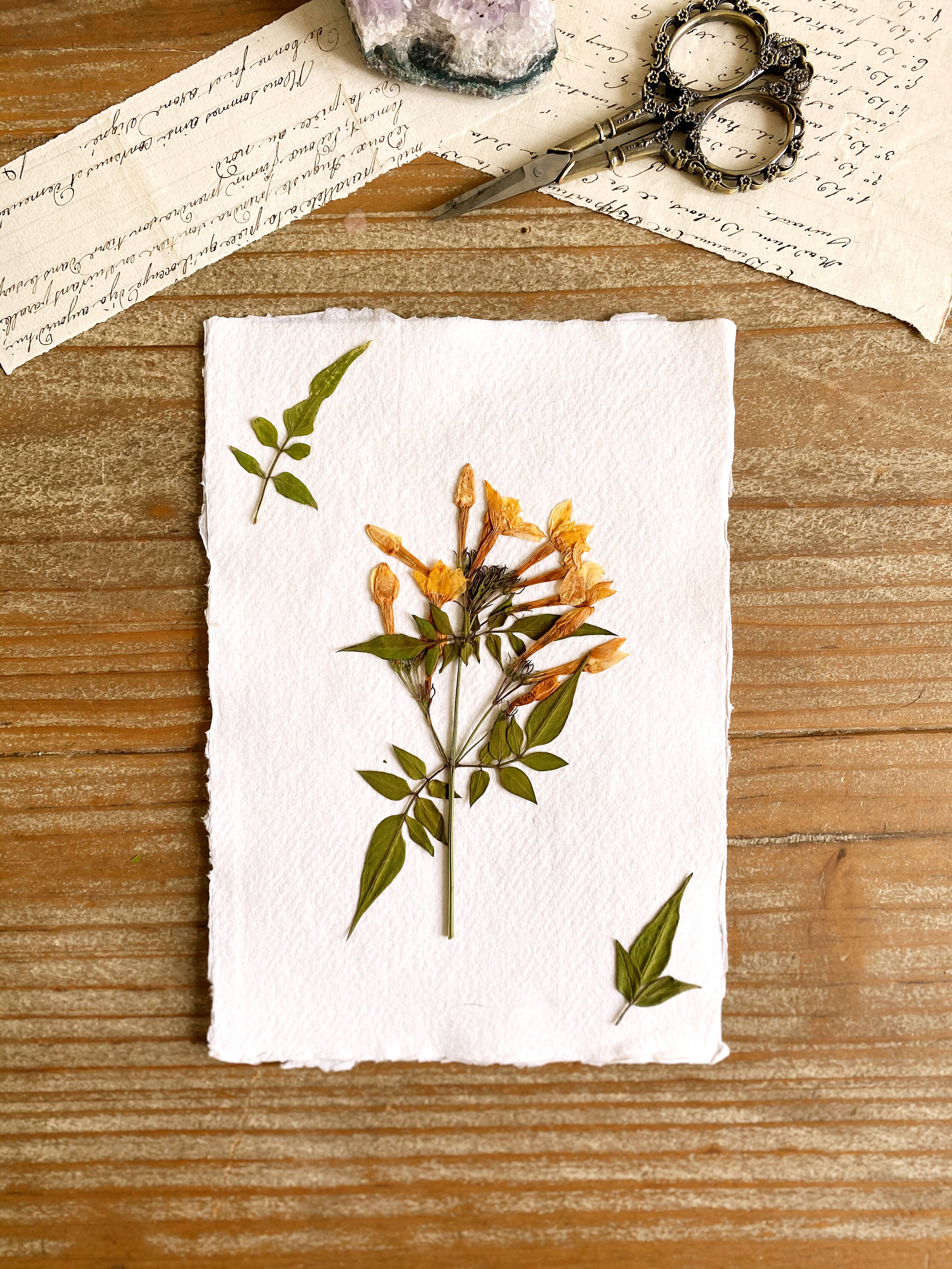 Pressed Botanical on Khadi Paper // 001