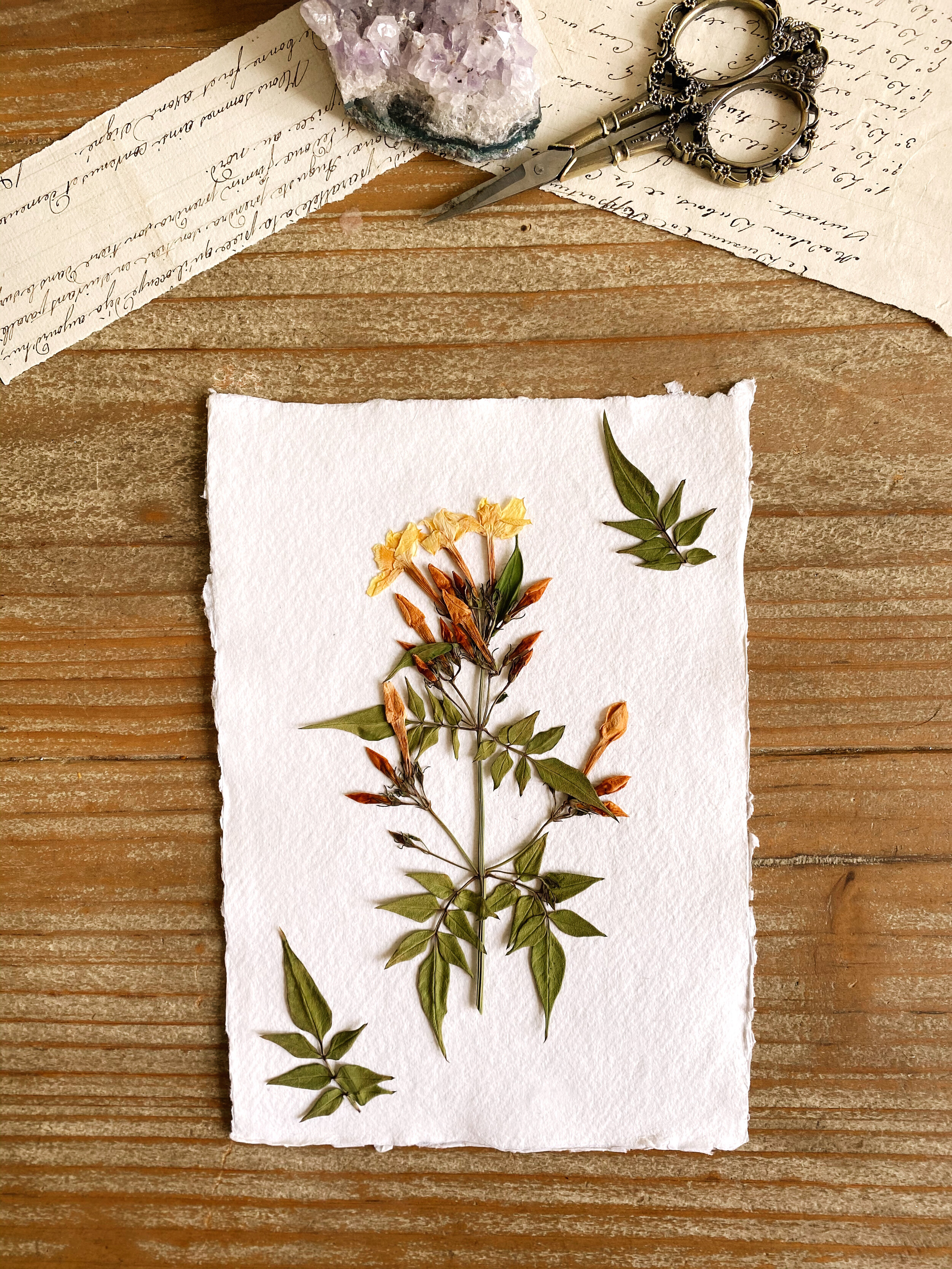 Pressed Botanical on Khadi Paper // 002
