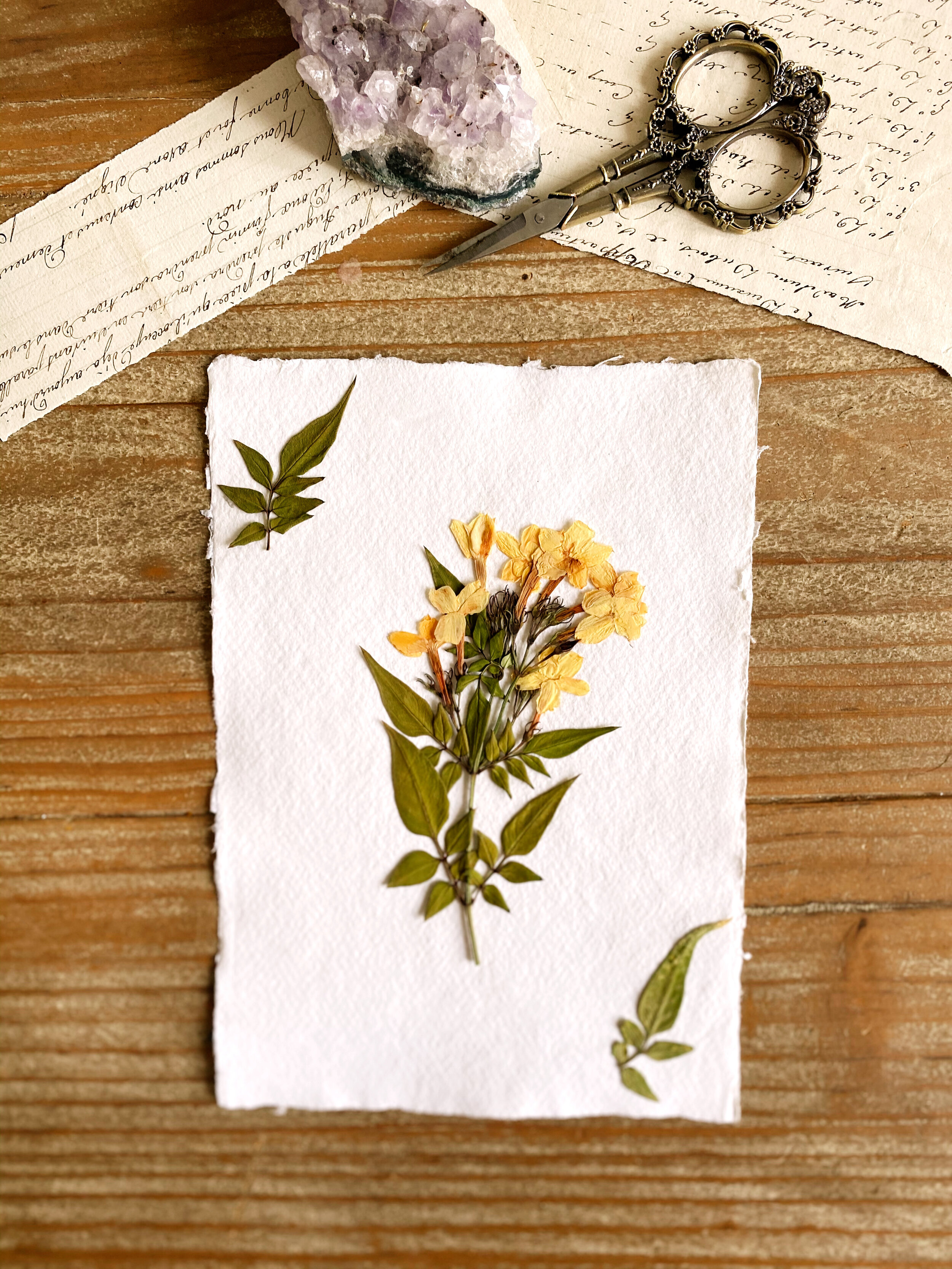 Pressed Botanical on Khadi Paper // 003