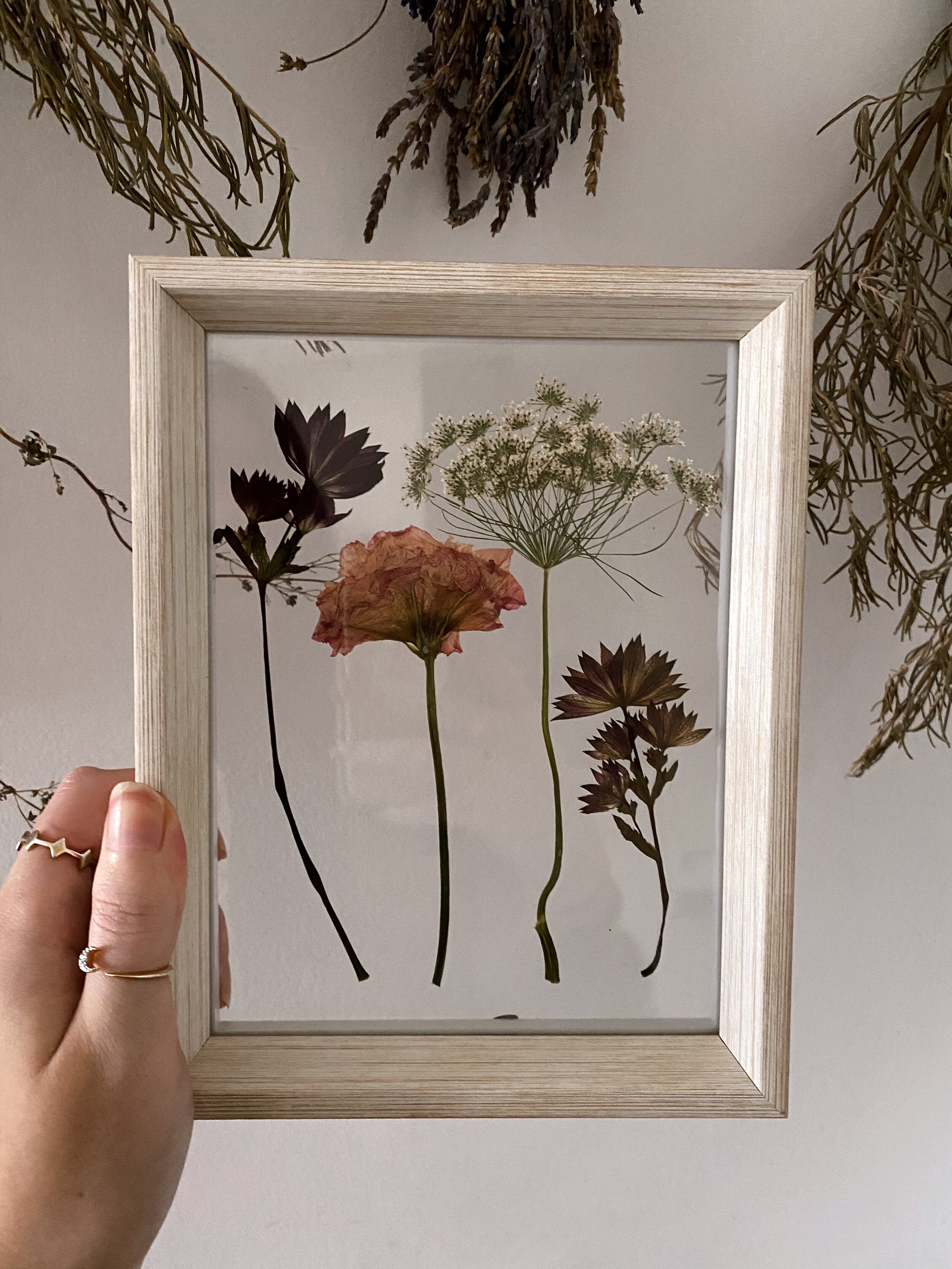 Everlasting Botanical // 017