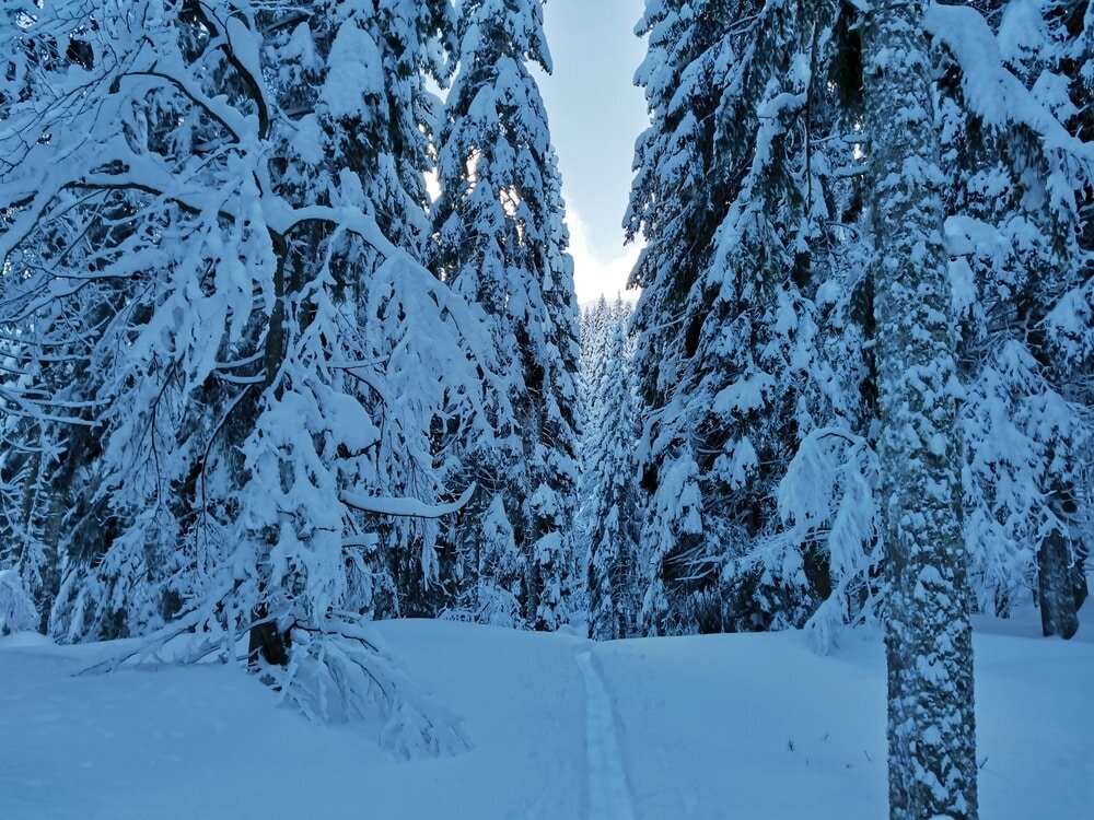 snowshoeing Pokljuka pac sports bohinj 2.jpg