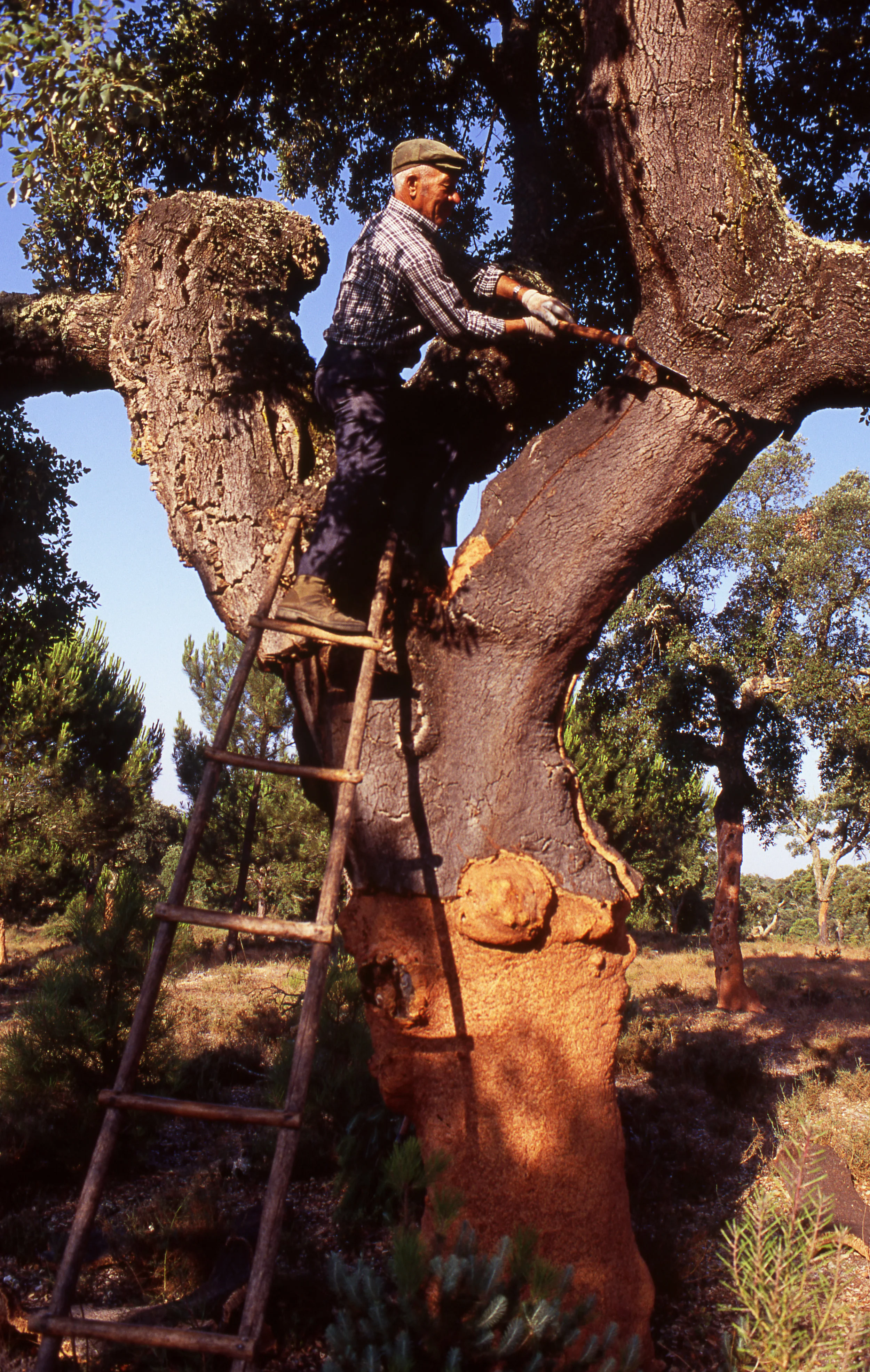 The cork harvest ; Image provided by APCOR