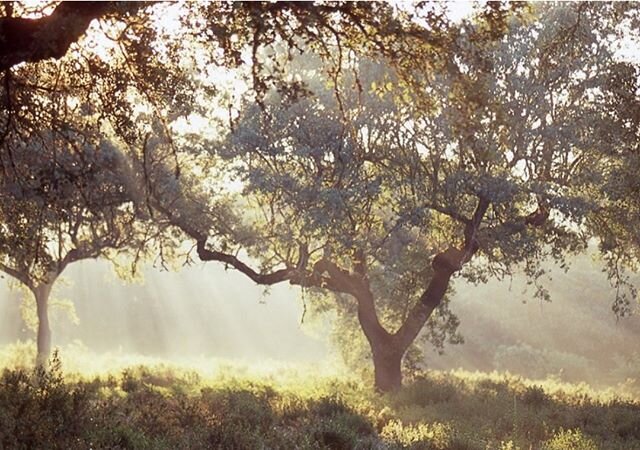 It would be remiss of us to not mention the cork tree while recounting our timeline through this month's focus on HISTORY. After all, the cork oak tree (Quercus suber), is the cornerstone of our business. That's why we celebrated in 2011, when the cork oak was declared Portugal's National Tree by the Portuguese Parliament. For us, our nation, and our world, is cork.
.
.
.
.
#ourworldiscork #amorimcork #amorim #choosecork #allthatcorkcanbe #corkdork #corktribe #welovecork #corkoak #corkforest #amorimcork #forest #biodiversity #history