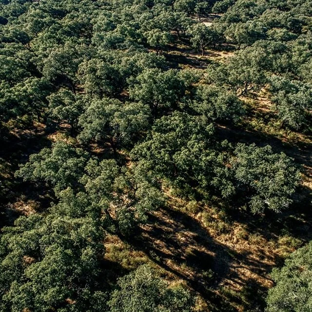 It's World Environment Day. The planet is #CelebratingBiodiversity and we join this global movement by going back to the cork oak forest- Montado, where our story begins. This amazing forest is part of one of the world’s 36 biodiversity hotspots, the Mediterranean Basin. Besides carbon sequestration and biodiversity conservation, Montados act as barriers against fires, regulate hydrological cycles, protect soils and fight desertification and generate important #ecosystem services that have a positive impact on society. Independent studies have concluded that a well-managed cork oak forest provides ecosystem services with an average value of more than €1,300/ha/year ($594/acre/year). This quantification enables us to understand the importance of this precious ecosystem.
.
.
.
.
#ourworldiscork #amorimcork #amorim #amorim150 #choosecork #corkdork #corktribe #welovecork #worldenvironmentday #protectourplanet #innovation