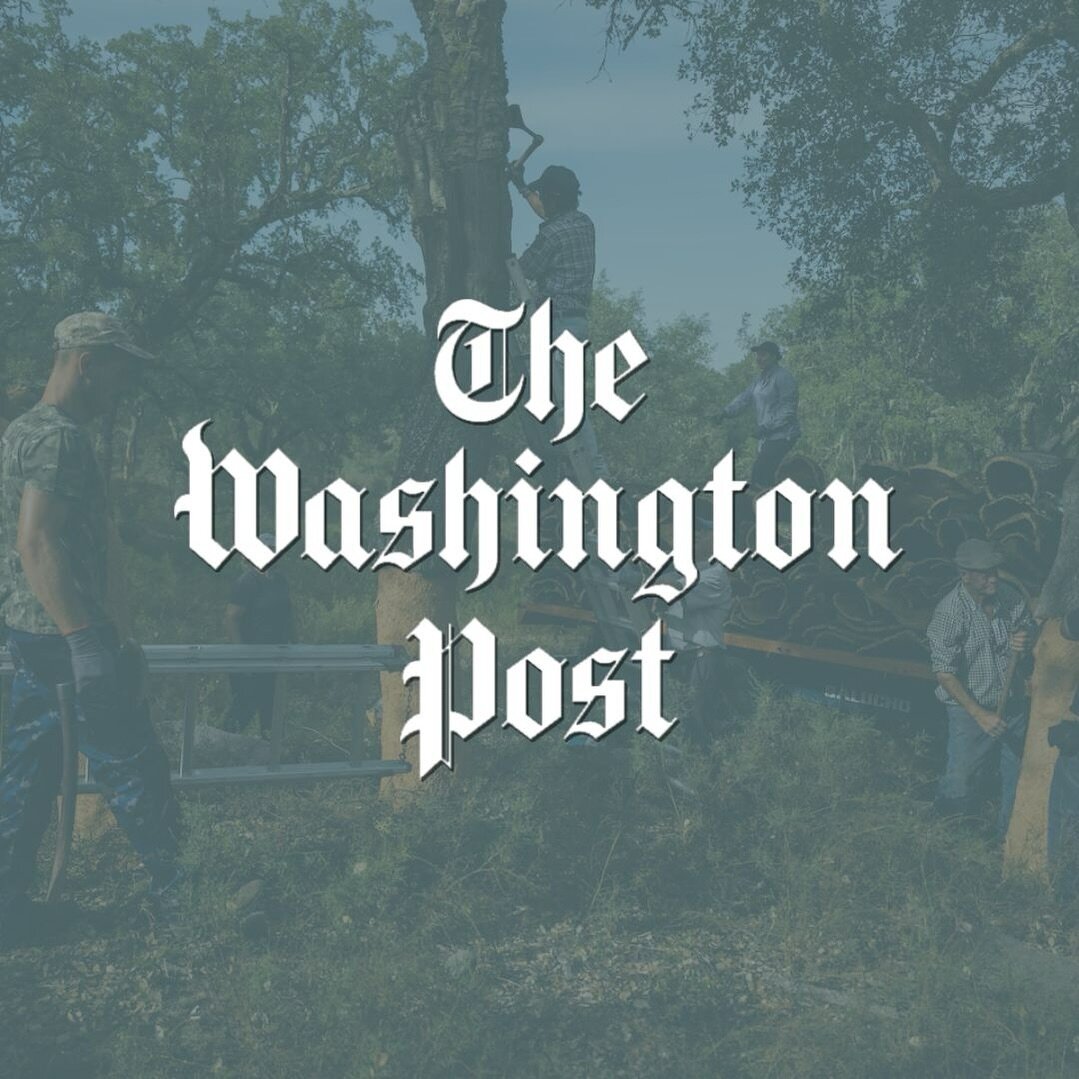 Journalist @mar.ta.vida.l recently published a piece in the @washingtonpost about cork&rsquo;s revival as a cross-industrial sustainable alternative, creating jobs, upholding entire ecosystems, and sequestering carbon dioxide &mdash; one cork oak tre