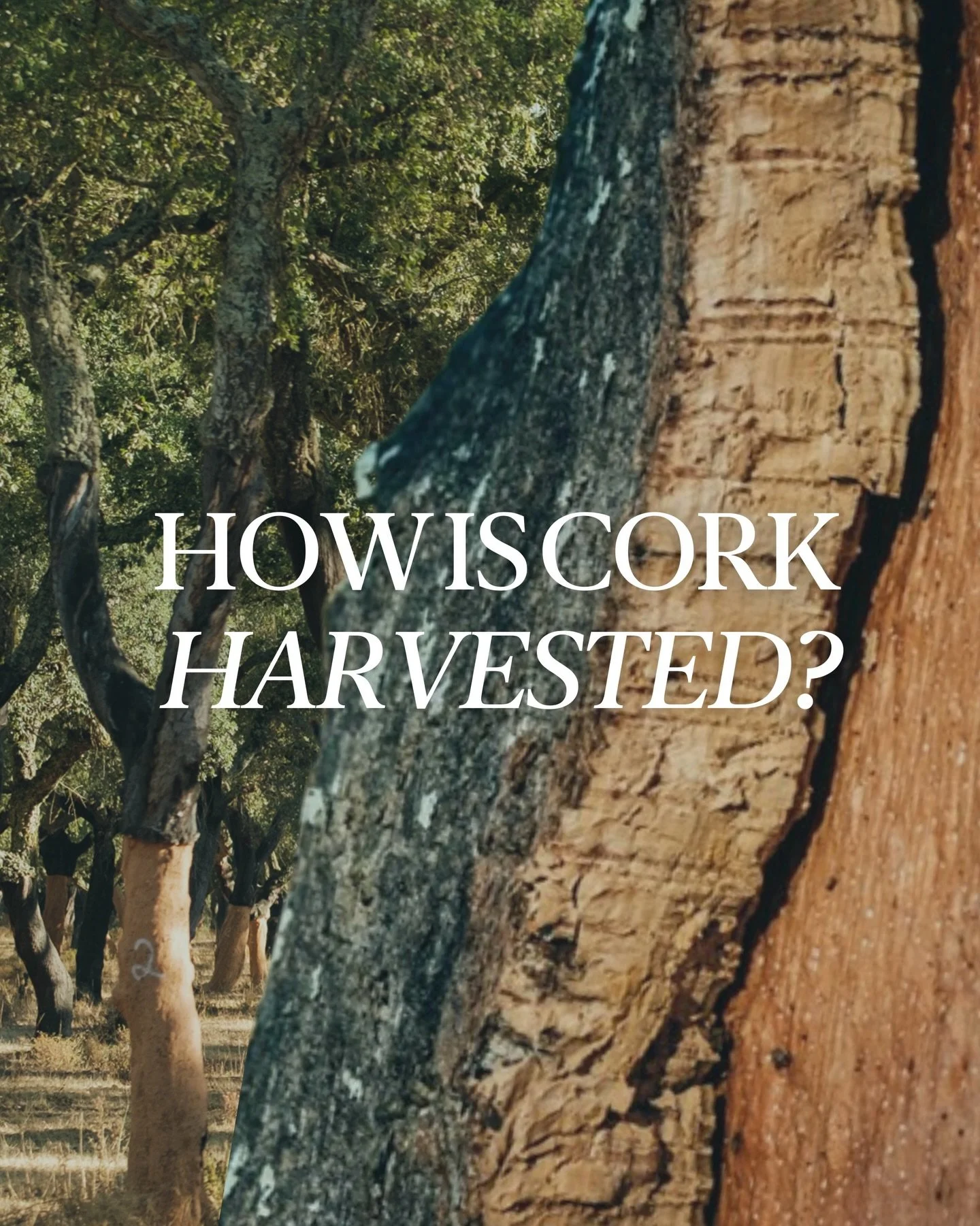 #DidYouKnow 💭 cork harvesting is done entirely by hand by some of the most highly skilled and highly paid agricultural workers in the world? This ancient process is a generational tradition, with skills passed down from family members to ensure the 
